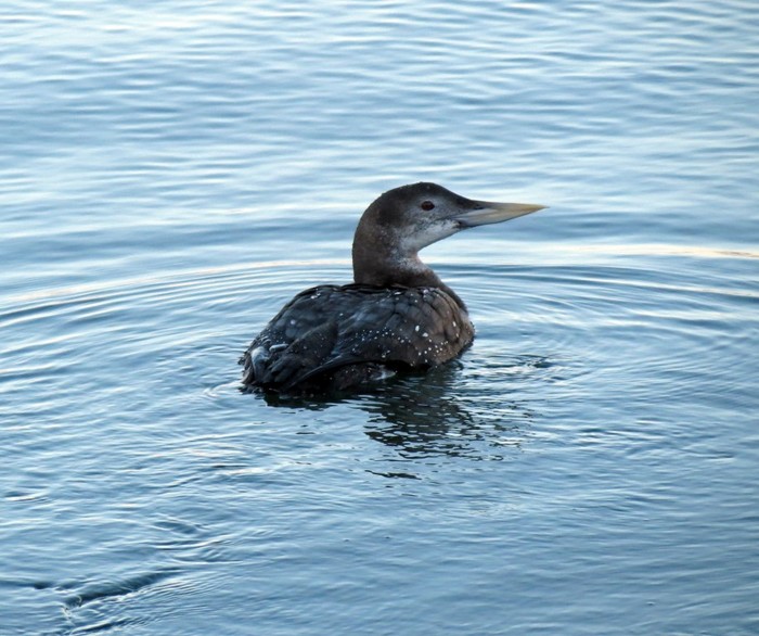White-billed Diver