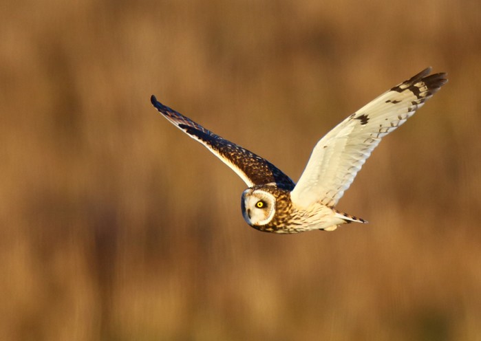 Short-eared Owl