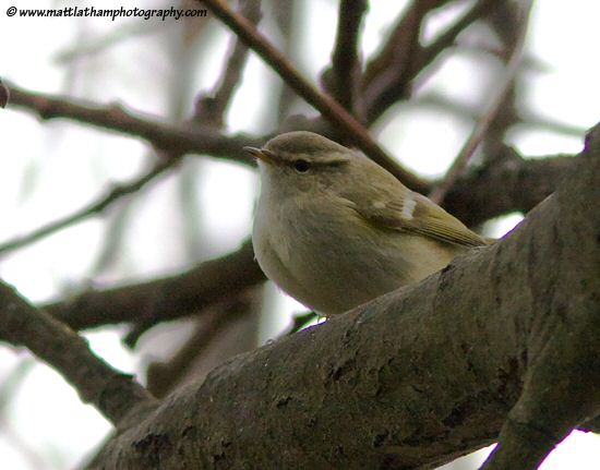 Hume's Yellow-browed Warbler