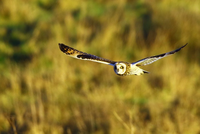 Short-eared Owl