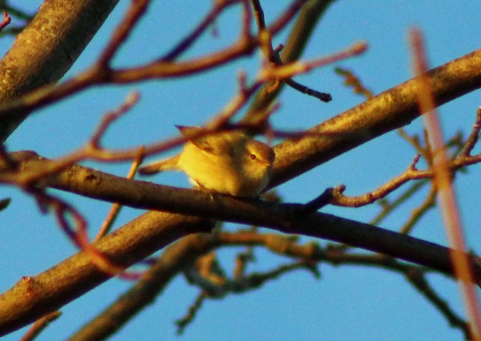 Siberian Chiffchaff