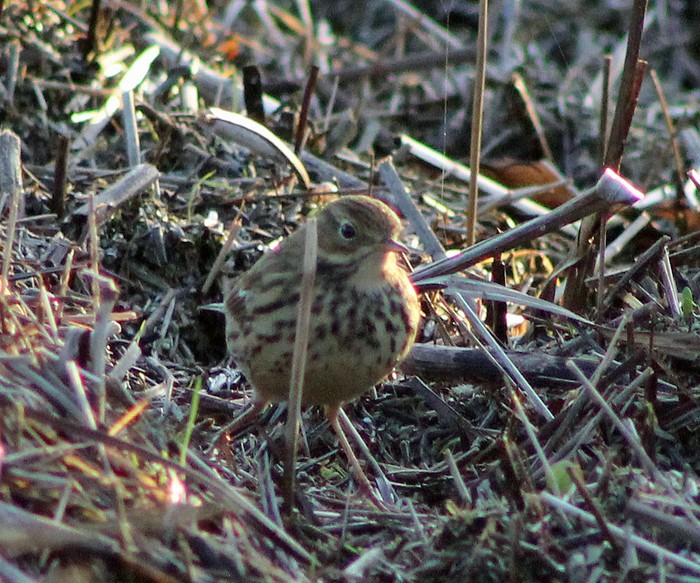 American Buff-bellied Pipit