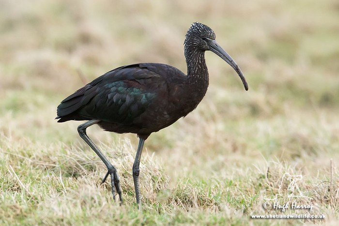 Glossy Ibis