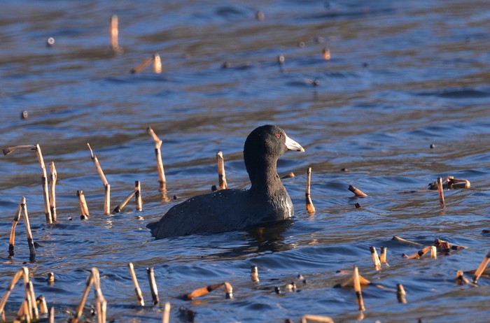 American Coot