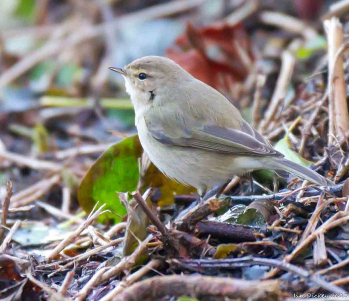 Siberian Chiffchaff