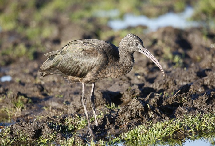 Glossy Ibis