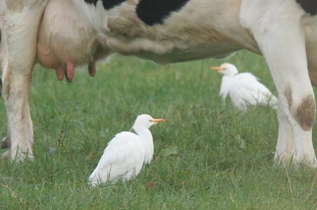 Cattle Egret