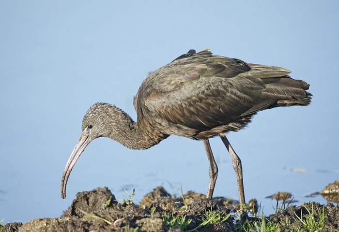 Glossy Ibis