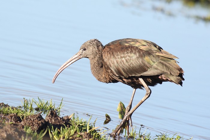 Glossy Ibis