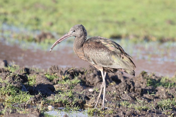 Glossy Ibis
