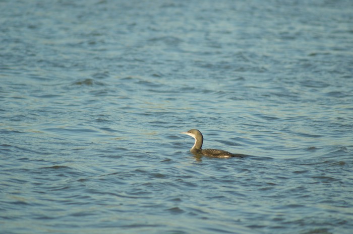 Black-throated Diver