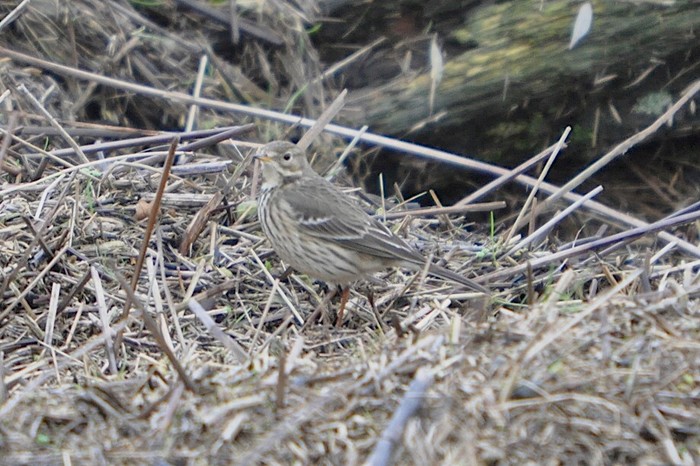 American Buff-bellied Pipit