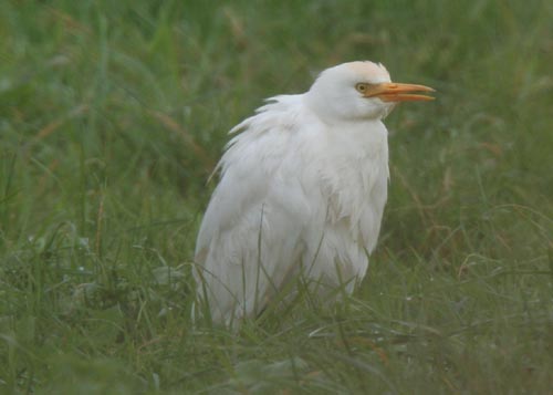 Cattle Egret