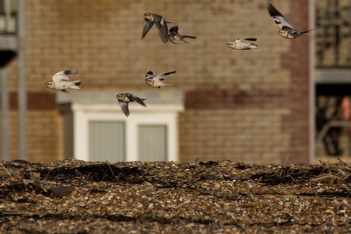 Snow Bunting