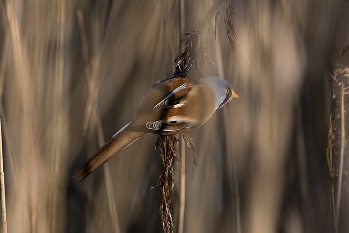 Bearded Tit