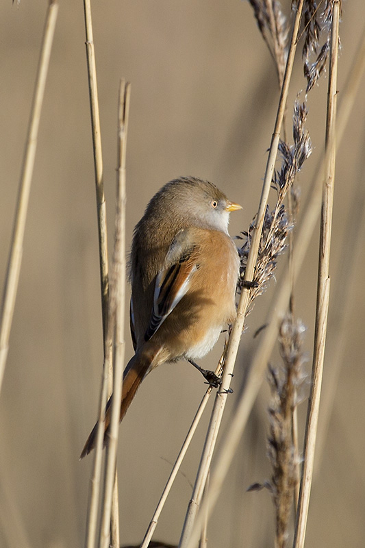 Bearded Tit
