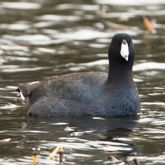 American Coot
