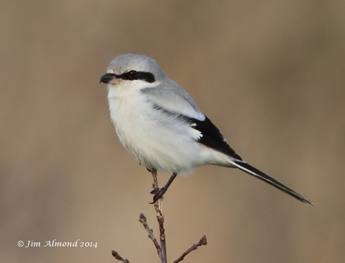 Great Grey Shrike