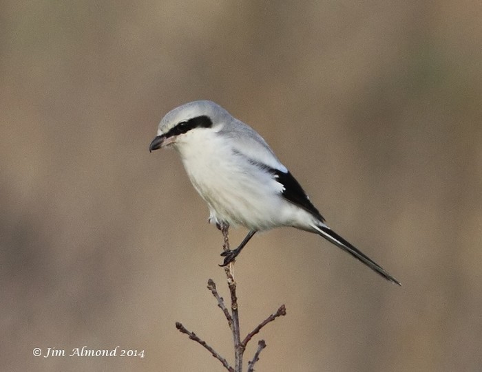 Great Grey Shrike
