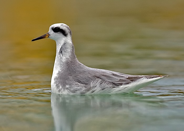Grey Phalarope
