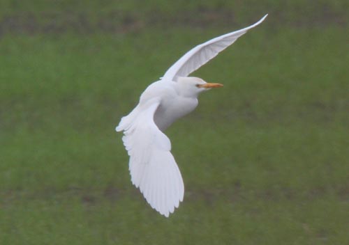 Cattle Egret