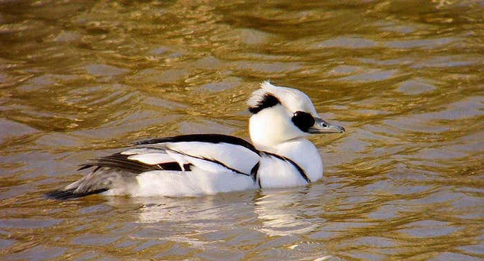 Smew