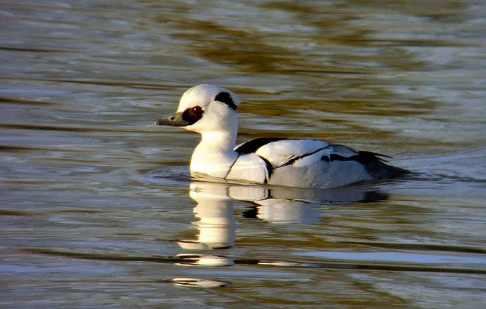Smew