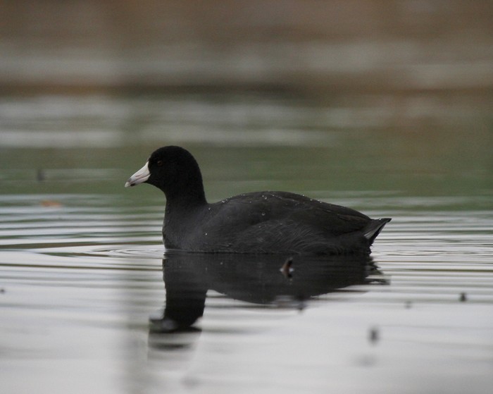 American Coot