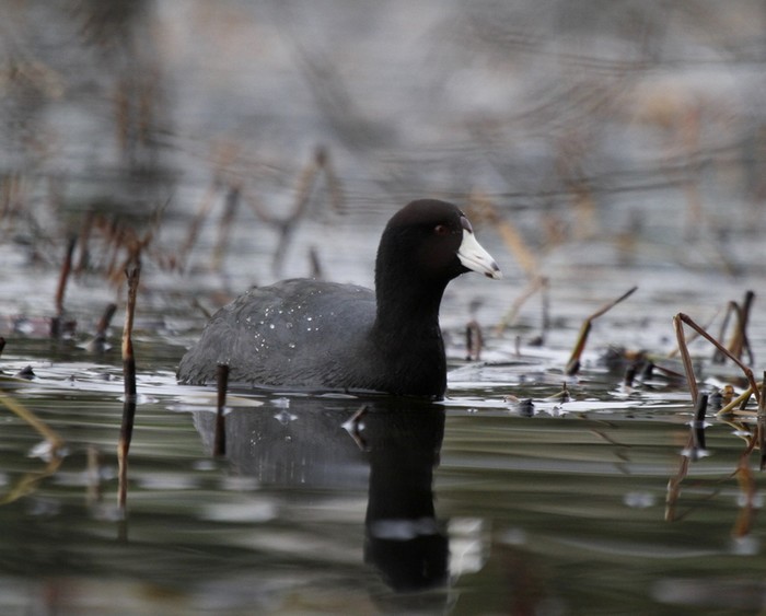 American Coot