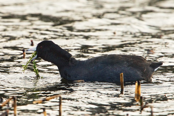 American Coot