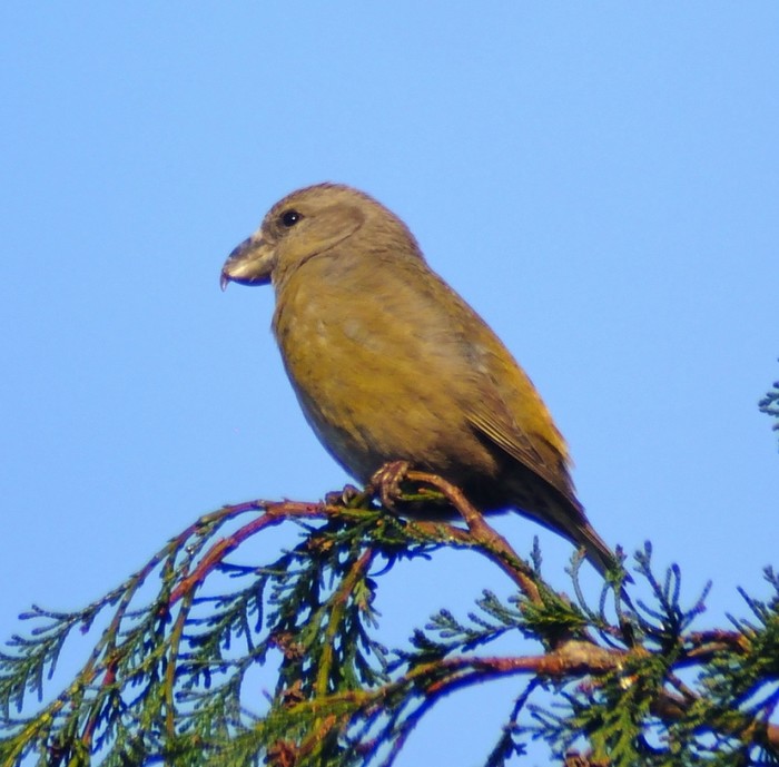 Parrot Crossbill