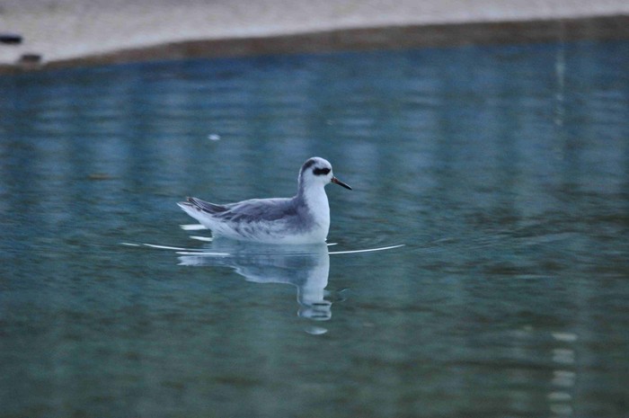 Grey Phalarope