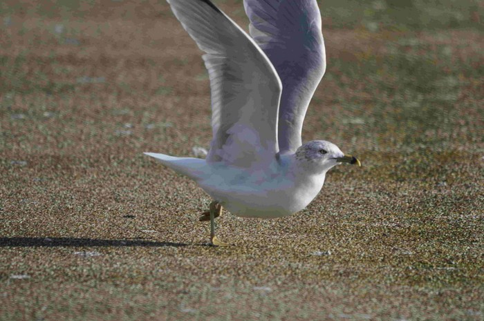 Ring-billed Gull