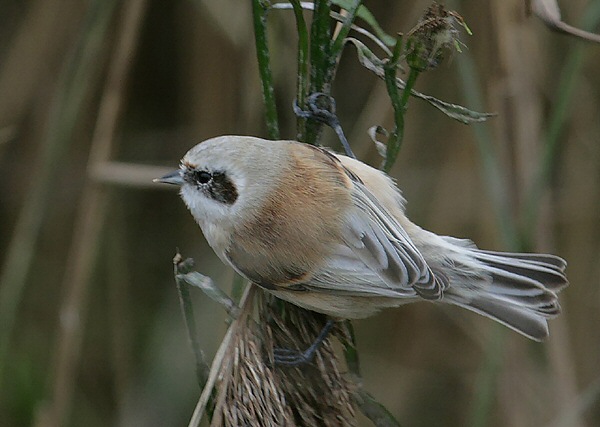 Penduline Tit
