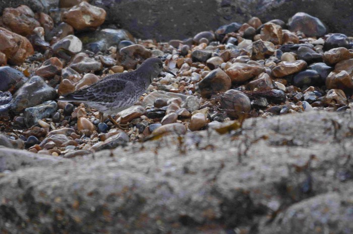 Purple Sandpiper