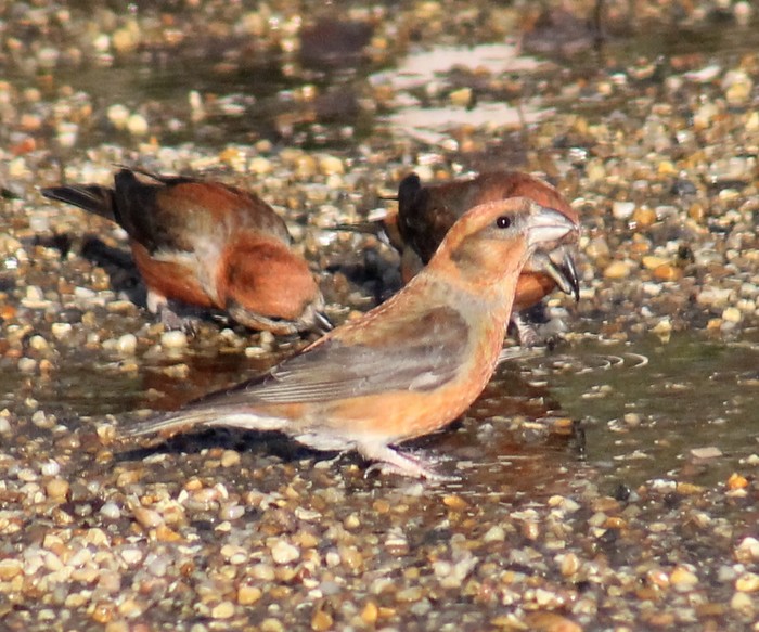 Crossbill