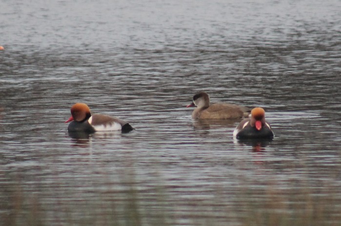 Red-crested Pochard