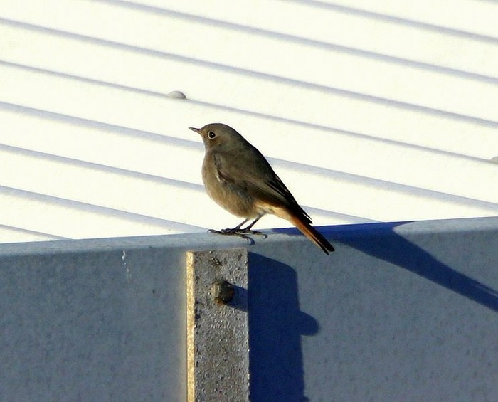 Black Redstart