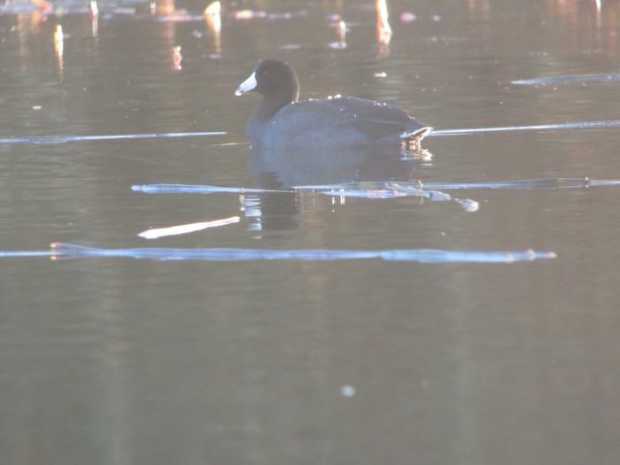 American Coot