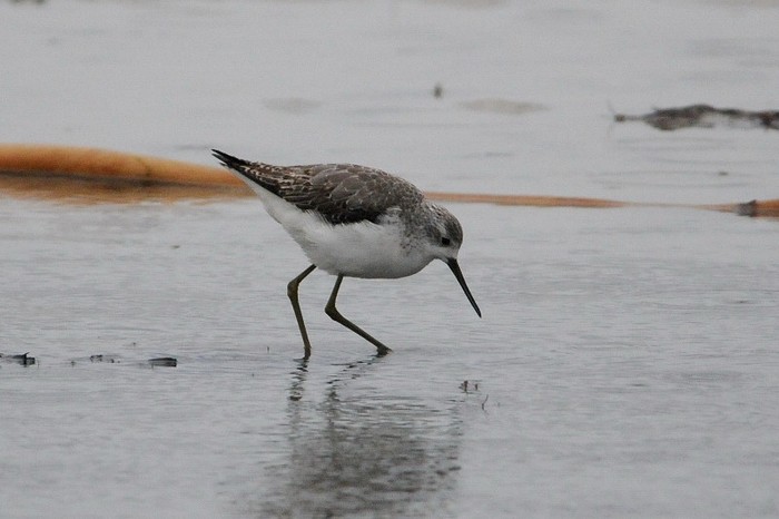 Marsh Sandpiper