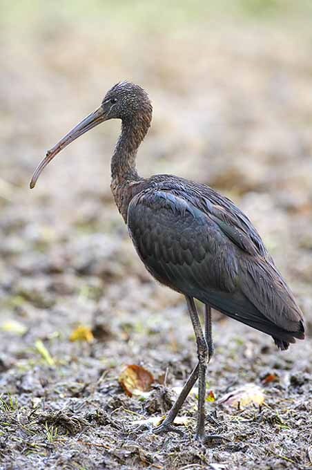 Glossy Ibis