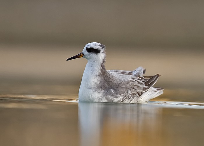 Grey Phalarope