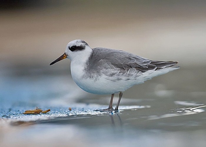 Grey Phalarope