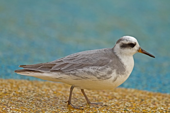 Grey Phalarope