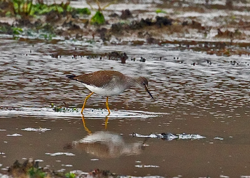 Lesser Yellowlegs
