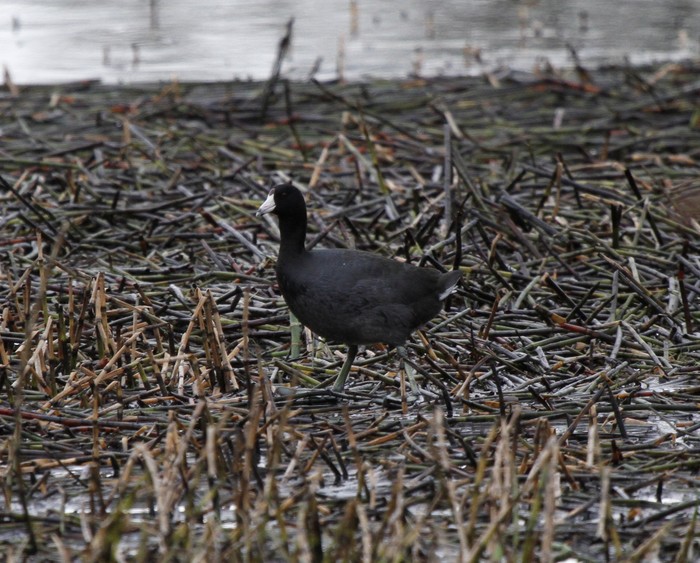 American Coot