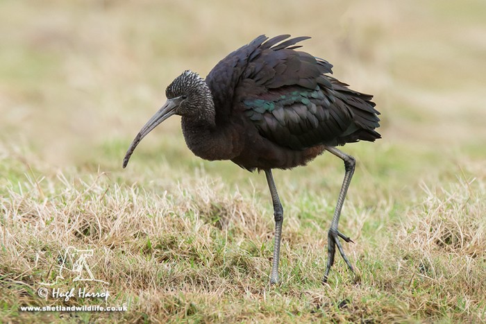 Glossy Ibis