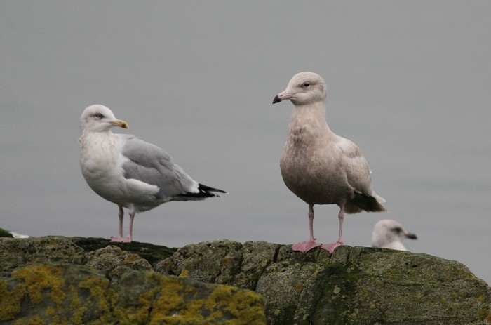 Glaucous Gull