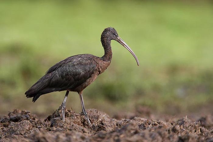 Glossy Ibis