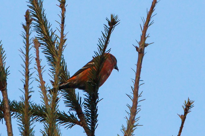 Two-barred Crossbill